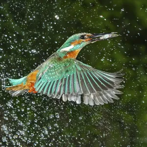 Kingfisher (Alcedo atthis) hunting Kingfisher (Alcedo atthis) hunting