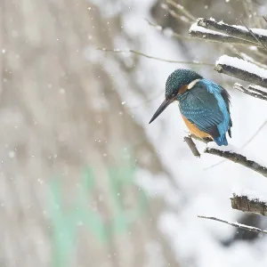 A kingfisher (Alcedo atthis), male A kingfisher (Alcedo atthis), male