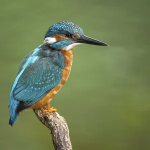 Kingfisher (Alcedo atthis) on a perch Kingfisher (Alcedo atthis) on a perch