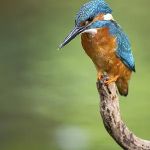 Kingfisher (Alcedo atthis) on a perch Kingfisher (Alcedo atthis) on a perch