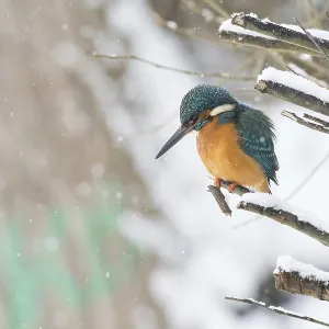 A kingfisher (Alcedo atthis) sits attentively on a snow-covered branch in a quiet winter landscape A kingfisher (Alcedo atthis) sits attentively on a snow-covered branch in a quiet winter landscape