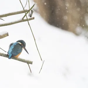 A kingfisher (Alcedo atthis) sits quietly on a snowy branch in a wintry landscape A kingfisher (Alcedo atthis) sits quietly on a snowy branch in a wintry landscape
