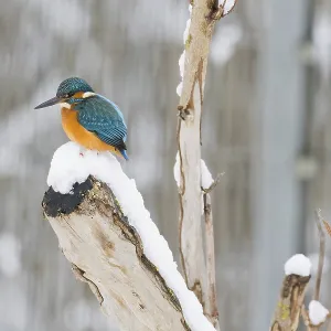 A kingfisher (Alcedo atthis) sits on a snow-covered branch and looks down A kingfisher (Alcedo atthis) sits on a snow-covered branch and looks down