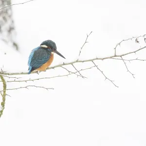 A kingfisher (Alcedo atthis) sitting on a thin branch A kingfisher (Alcedo atthis) sitting on a thin branch