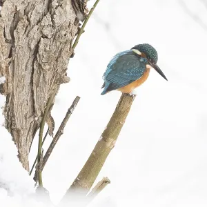 A kingfisher (Alcedo atthis) sitting on a single snow-covered branch A kingfisher (Alcedo atthis) sitting on a single snow-covered branch