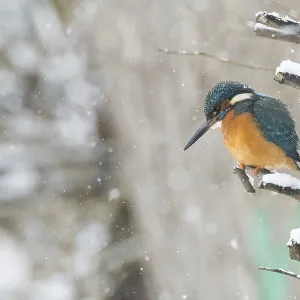 A kingfisher (Alcedo atthis) sitting on a snow-covered branch A kingfisher (Alcedo atthis) sitting on a snow-covered branch