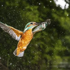 Kingfisher, Alcedo atthis, Vechta Kingfisher, Alcedo atthis, Vechta