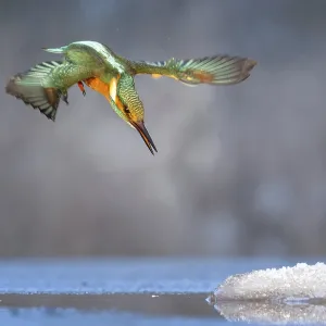 Kingfisher (Alcedo atthis) Winter and frost