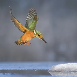 Kingfisher (Alcedo atthis) Winter and frost