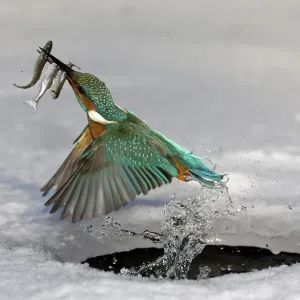 Kingfisher with captured fish, Hesse