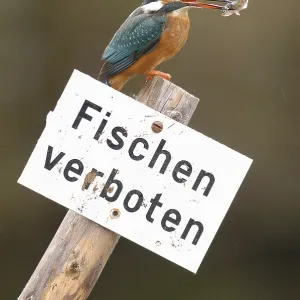 Kingfisher with captured fish on sign Fishing prohibited Kingfisher with captured fish on sign Fishing prohibited