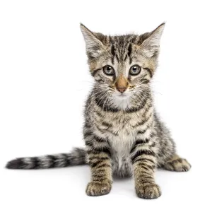 Kitten (2 months) sitting