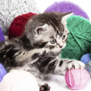 Kitten with balls of threads. little kitten on white background Kitten with balls of threads. little kitten on white background