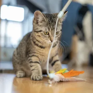 Kitten focussed on a feather toy on a wooden floor Kitten focussed on a feather toy on a wooden floor