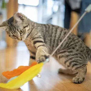 Kitten looking at a feather toy on a wooden floor