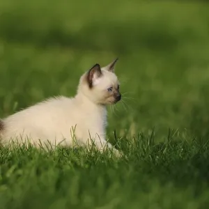 Kitten lying playfully on a green meadow in the sunshine Kitten lying playfully on a green meadow in the sunshine