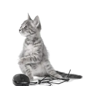 Kitten playing with computer mouse isolated on white background