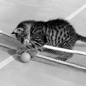 Kitten plays with table tennis ball, ca Kitten plays with table tennis ball, ca