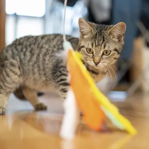 Kitten shows interest in a colourful feather toy