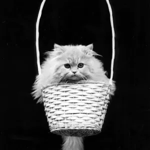 Kitten sitting in a basket, ca Kitten sitting in a basket, ca