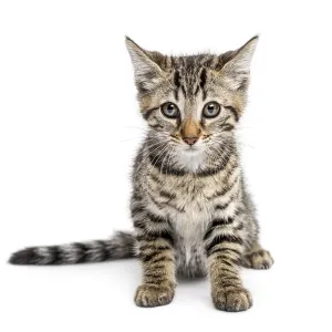 Kitten sitting in front of a white background