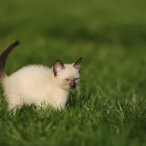 Kitten standing attentively on a green meadow Kitten standing attentively on a green meadow