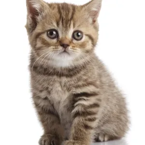Kitten on a white background Kitten on a white background