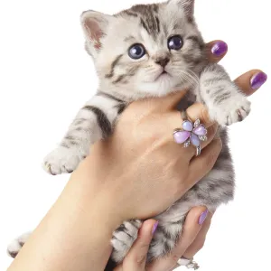 Kitten on a white background. Adorable young cat in woman hands Kitten on a white background. Adorable young cat in woman hands