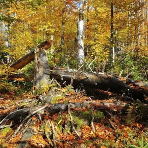 The Kleine Ohe in the Bavarian Forest