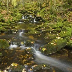Kleine Ohe, a stream flowing between moss-covered rocks in a forest Kleine Ohe, a stream flowing between moss-covered rocks in a forest