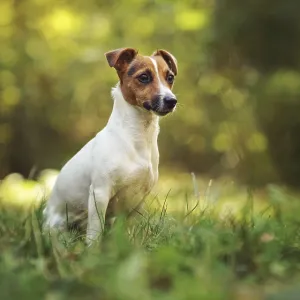 Kleiner Jack Russell Terrier sitzen auf Wiese im Herbst