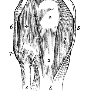 Knee joint, tendons, collateral ligament