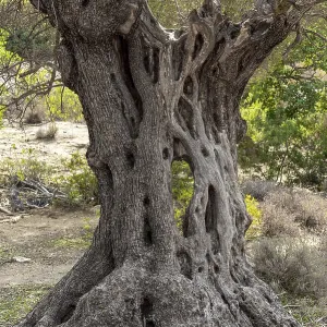 Knobby old scarred trunk of an Olive tree in an olive grove in the south of Crete