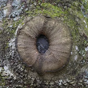 Knothole Knothole