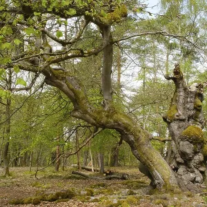 Knotty beech (Fagus), Hutewald Halloh