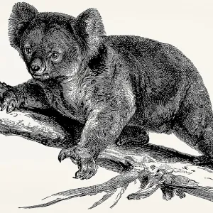 The koala (Phascolarctos cinereus)