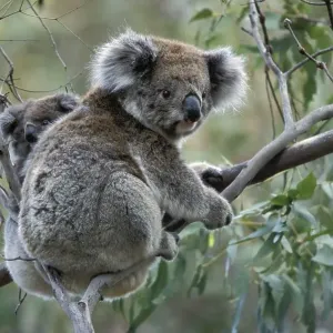 Koala (Phascolarctos cinereus) with baby in Gum Tree