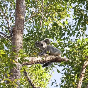 Koala on a tree in its natural habitat near Pumpenbil Koala on a tree in its natural habitat near Pumpenbil