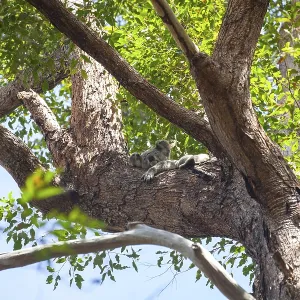 Koala on a tree in its natural habitat near Pumpenbil Koala on a tree in its natural habitat near Pumpenbil