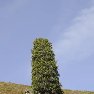 Konigsleiten, tree, mountains