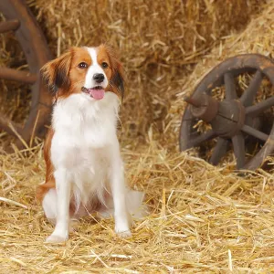 Kooikerhondje, bitch, Small Dutch Water Dog