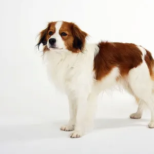 Kooikerhondje, Small Dutch Waterfowl Dog