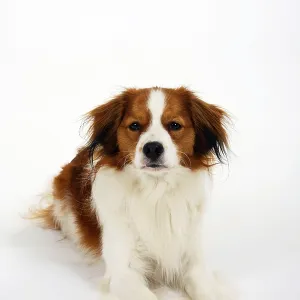 Kooikerhondje Print, Small Dutch Waterfowl Dog