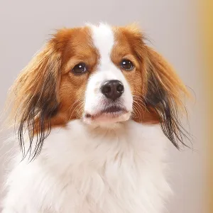 Kooikerhondje, Small Dutch Waterfowl Dog Kooikerhondje, Small Dutch Waterfowl Dog