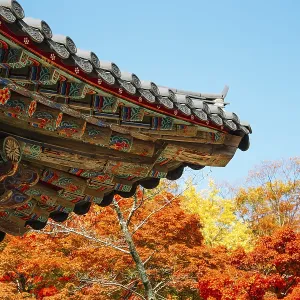 Korean traditional roof eaves with autumn leaves at Bulguksa temple in Gyeongju Korean traditional roof eaves with autumn leaves at Bulguksa temple in Gyeongju