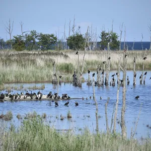 Kormorane, (Phalacrocorax carbo) in den Wasserlaufen und Salzwiesen auf dem DarB