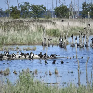 Kormorane, (Phalacrocorax carbo) in den Wasserlaufen und Salzwiesen auf dem DarB