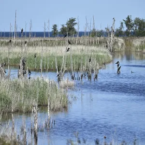 Kormorane, (Phalacrocorax carbo) in den Wasserlaufen und Salzwiesen auf dem DarB