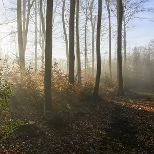Krucum, Melle, Lower Saxony, Germany Sun rays illuminate an autumnal forest Krucum, Melle, Lower Saxony, Germany Sun rays illuminate an autumnal forest
