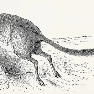 The kultarr (Antechinomys laniger)